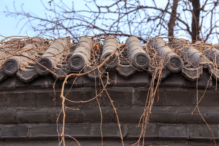 Low angle view of ornate tree against building