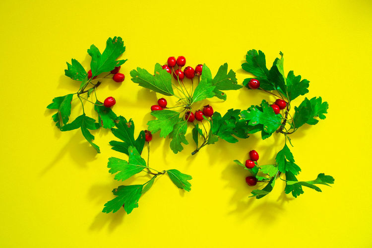 Close-up of berries against yellow background