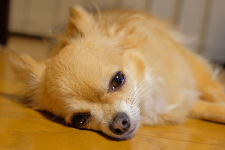 Close-up portrait of a dog lying down on floor