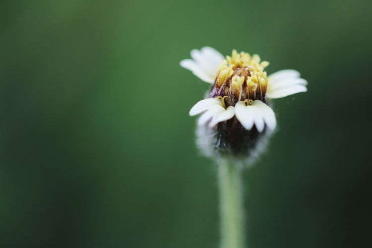 Close-up of white flower on plant