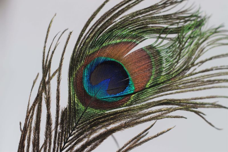 Close-up of peacock feathers against white background