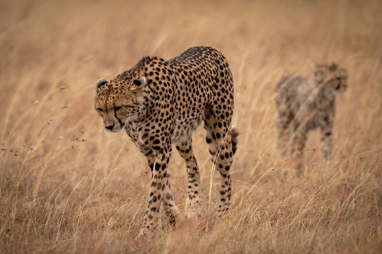 Cheetah family walking on grassy field 