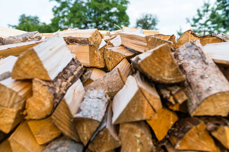 Stack of logs in forest