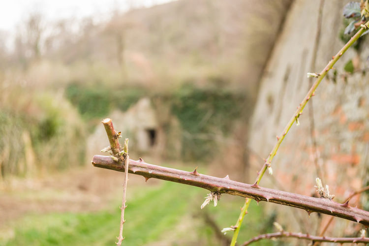 branch