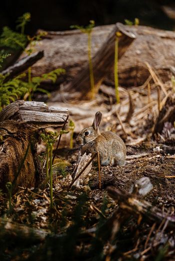 Close up of rabbit amongst dead wood in forest