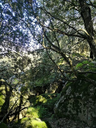 Low angle view of trees in forest
