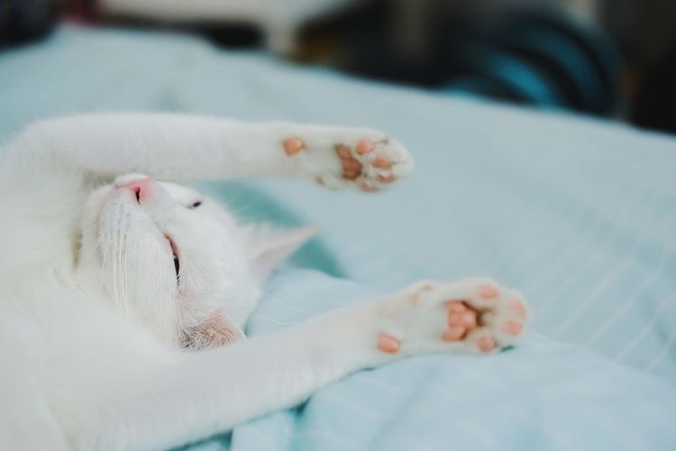Close-up of white cat lying on bed at home