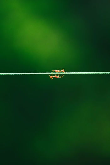 Close-up of ants on string
