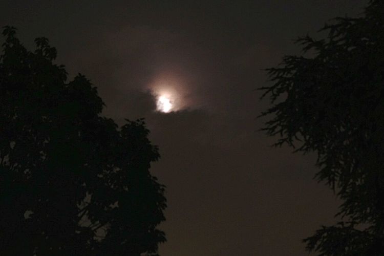 Low angle view of trees against sky at night