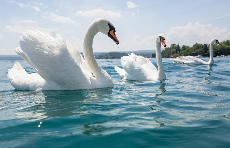 Two swans swimming in sea at lake garda italy