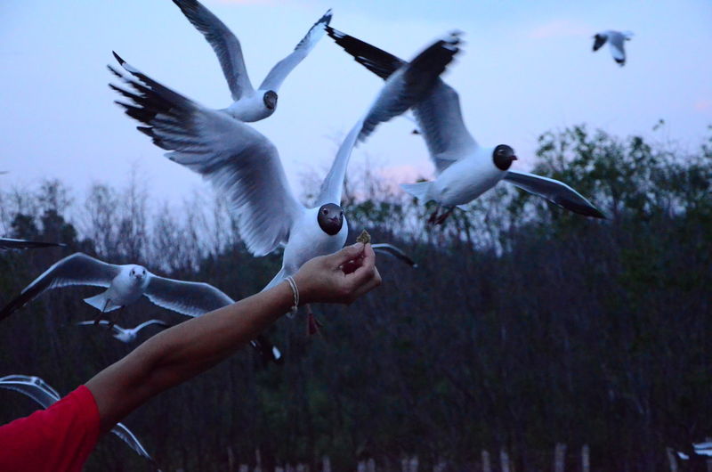 Cropped image of hand feeding black-headed gulls