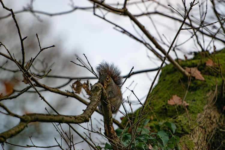 Low angle view of bird perching on tree