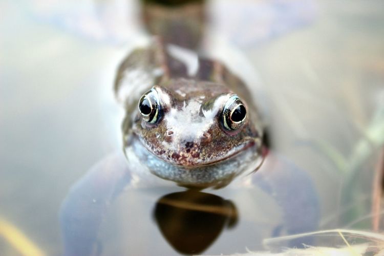 Close-up of frog in pond at biddulph grange