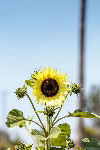 Close-up of sunflower blooming outdoors