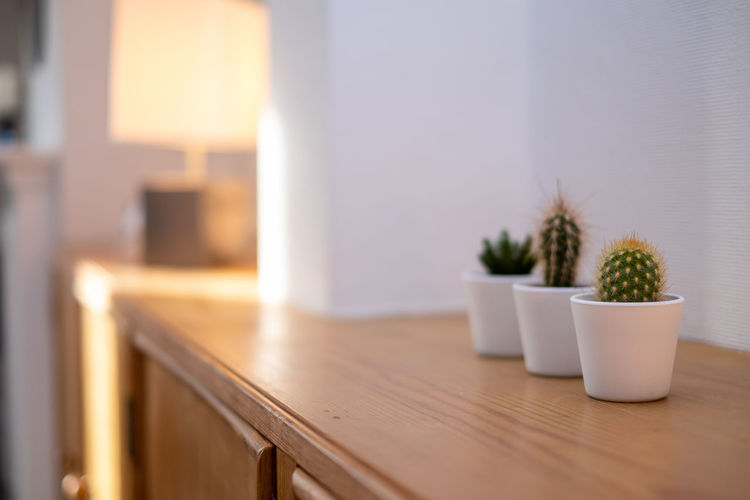 Close-up of potted cactus plants on table at home