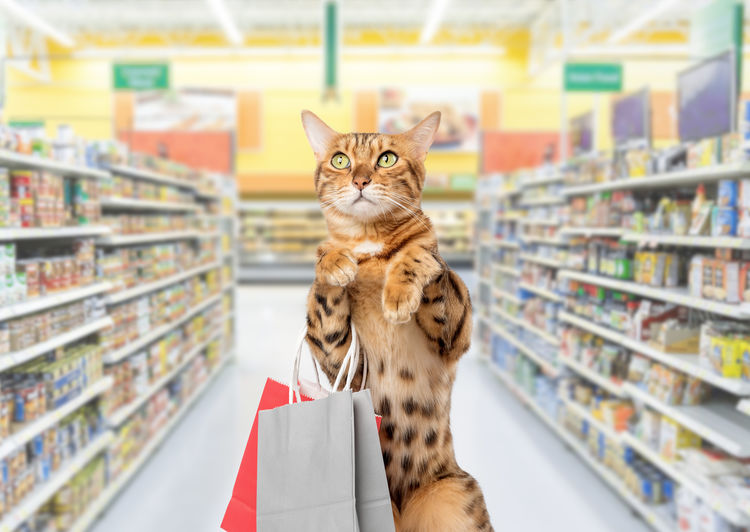 A cat with shopping bags in front of food shelves in a supermarket or pet store. copy space.