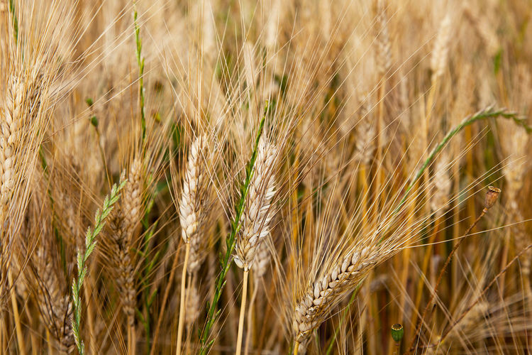 Close-up of wheat field