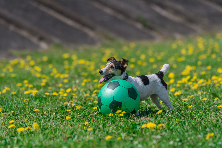 High angle view of dog with ball on field