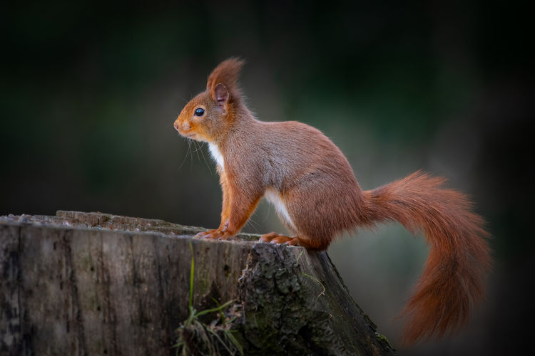 Close-up of squirrel on wood with dark background