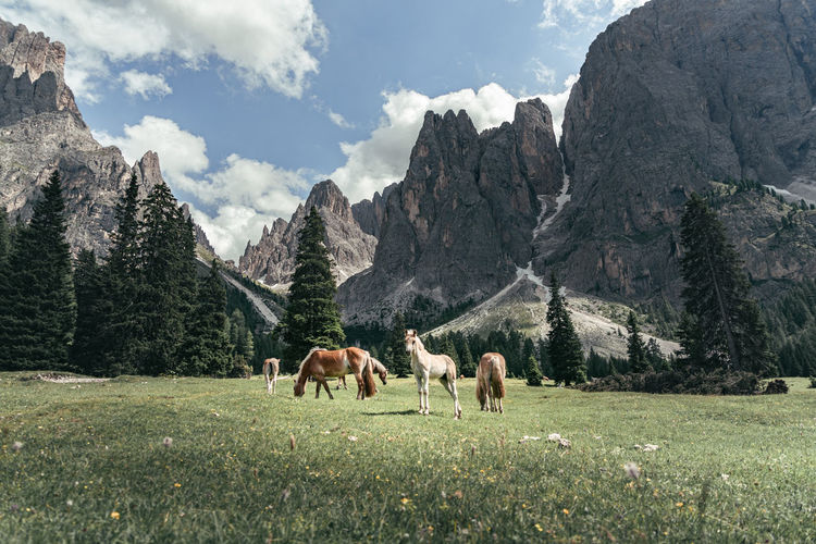 Horses grazing against mountains