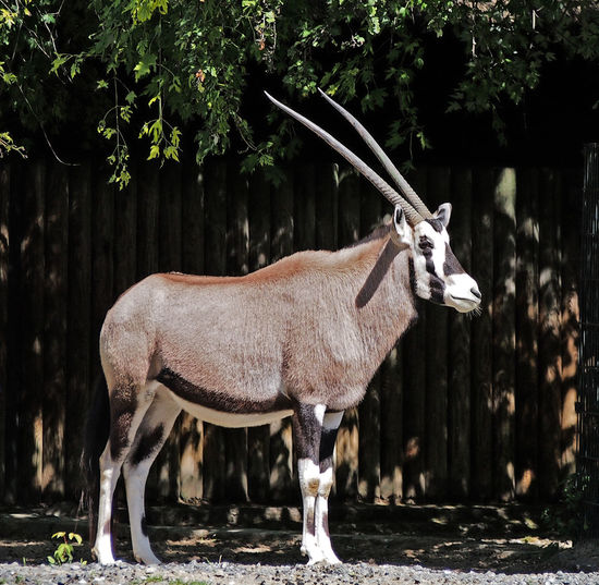 Arabian oryx antelope animal