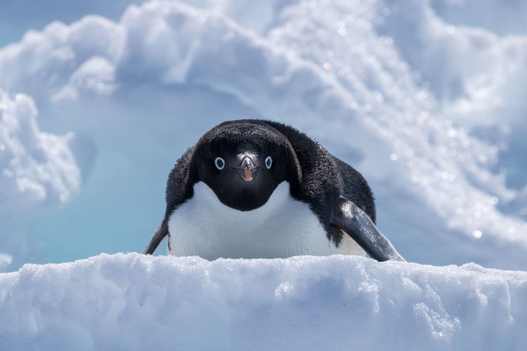 Portrait of penguin on snow