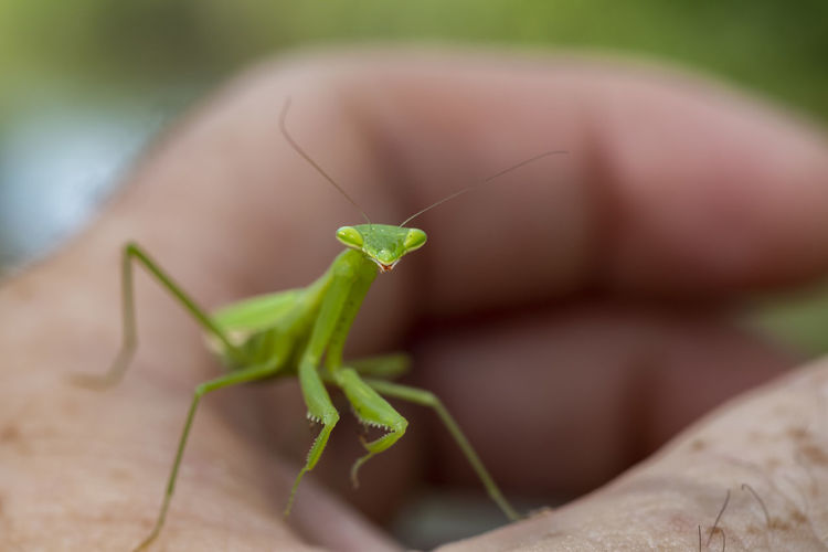 Close-up of praying mantis on hand