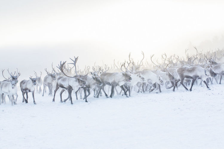 Herd of reindeer in snow