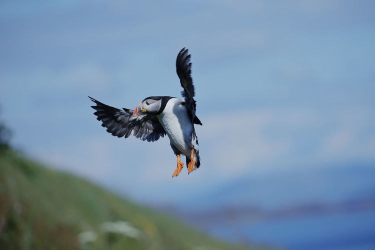 Close-up of an atlantic puffin flying