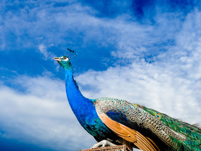 Low angle view of a bird flying over blue sky