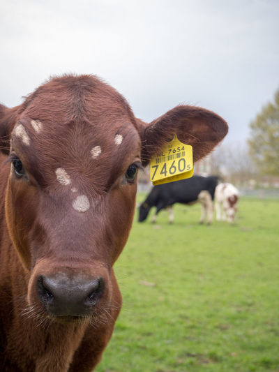 Portrait of cow with ear tag