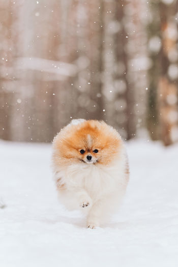 View of a dog on snow