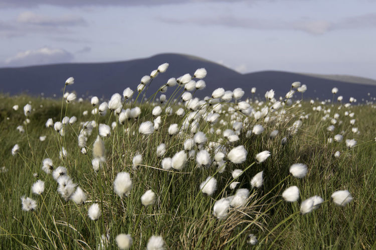 Bog cotton on a mountain with a bigger mountain in the background