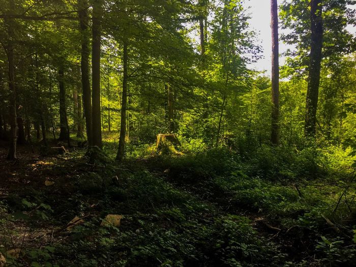 Trees in forest