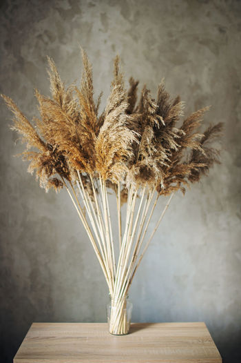 Bouquet of dried wild flowers on the background of a concrete wall