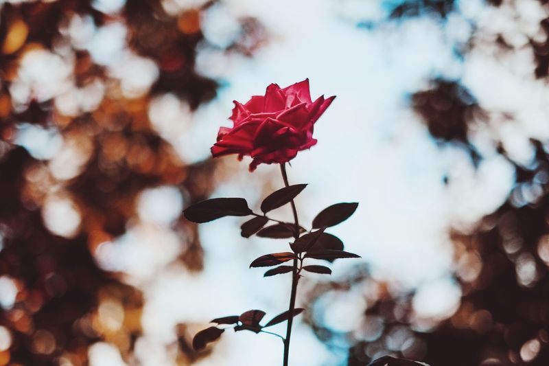 Close-up of red flowering plant