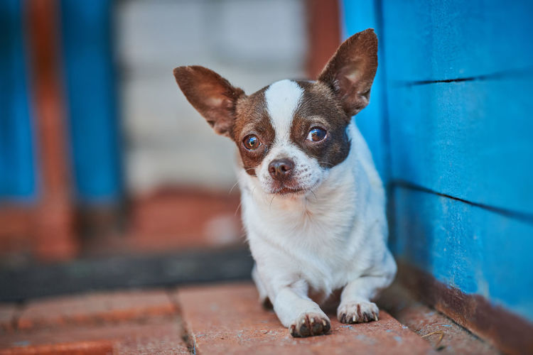 Chihuahua puppy, little dog near house porch. cute small doggy on grass. short haired chihuahua