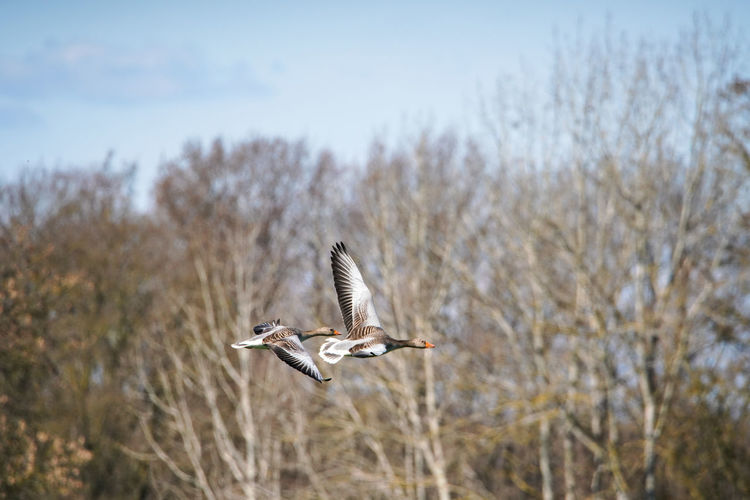 Two geese flying across a field in spring