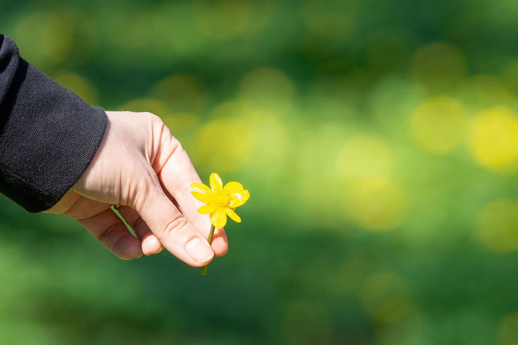 Close-up of hand holding yellow flowering plant