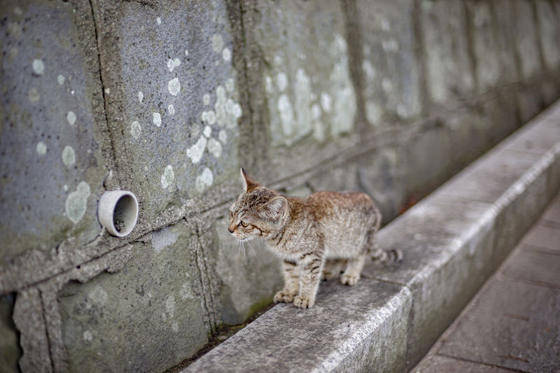 Portrait of cat walking on concrete wall