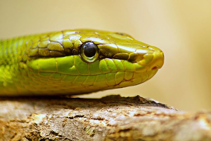 Close-up of the head of a green snake