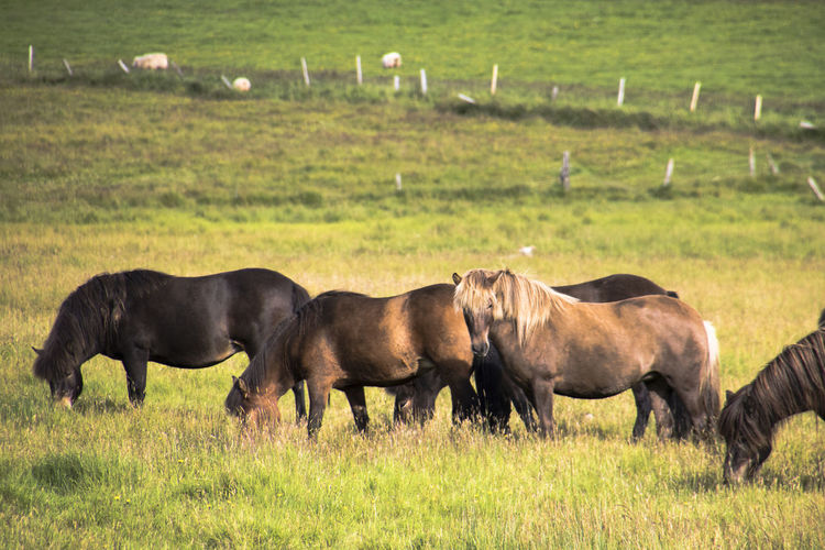 A group of icelandic horses is standing on a green pasture on a summer day. 