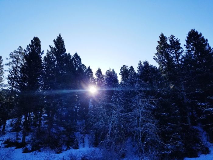 Scenic view of forest against clear sky during winter