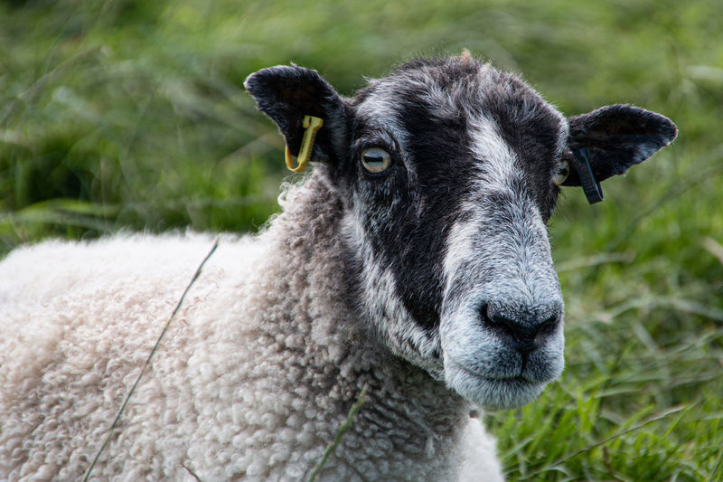 Close-up portrait of a sheep on field