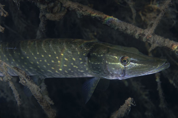 Underwater photo of the northern pike, esox lucius in soderica lake, croatia