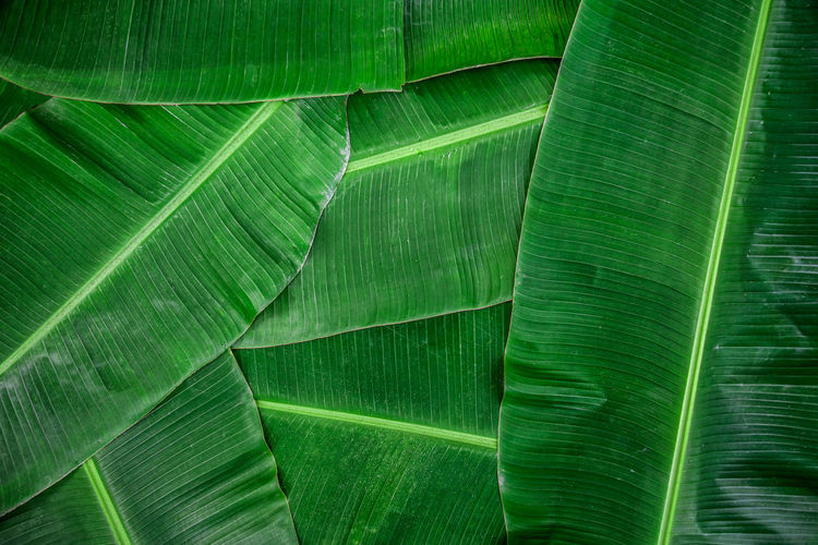 Banana leaf green color abstract background.