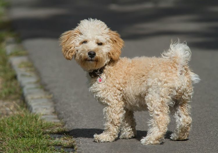 High angle portrait of cavapoo puppy on road