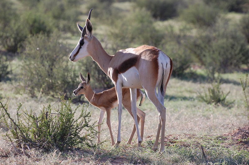 Deer with fawn on field