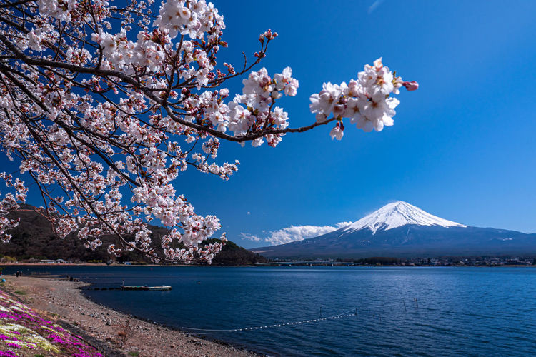 Cherry blossom tree by mountains against sky