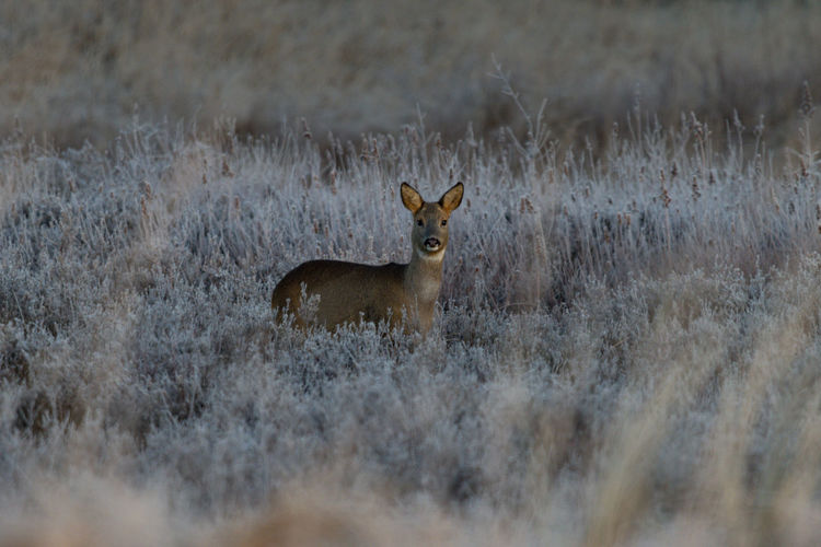 Deer standing on field